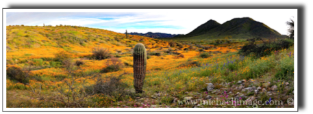 "saguaro and poppies"
saguaro lake, az.